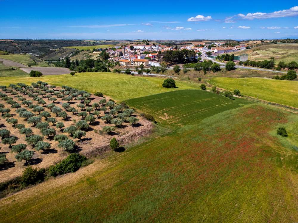 campo-olivar-alrededores